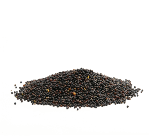 Rai Mustered Seeds